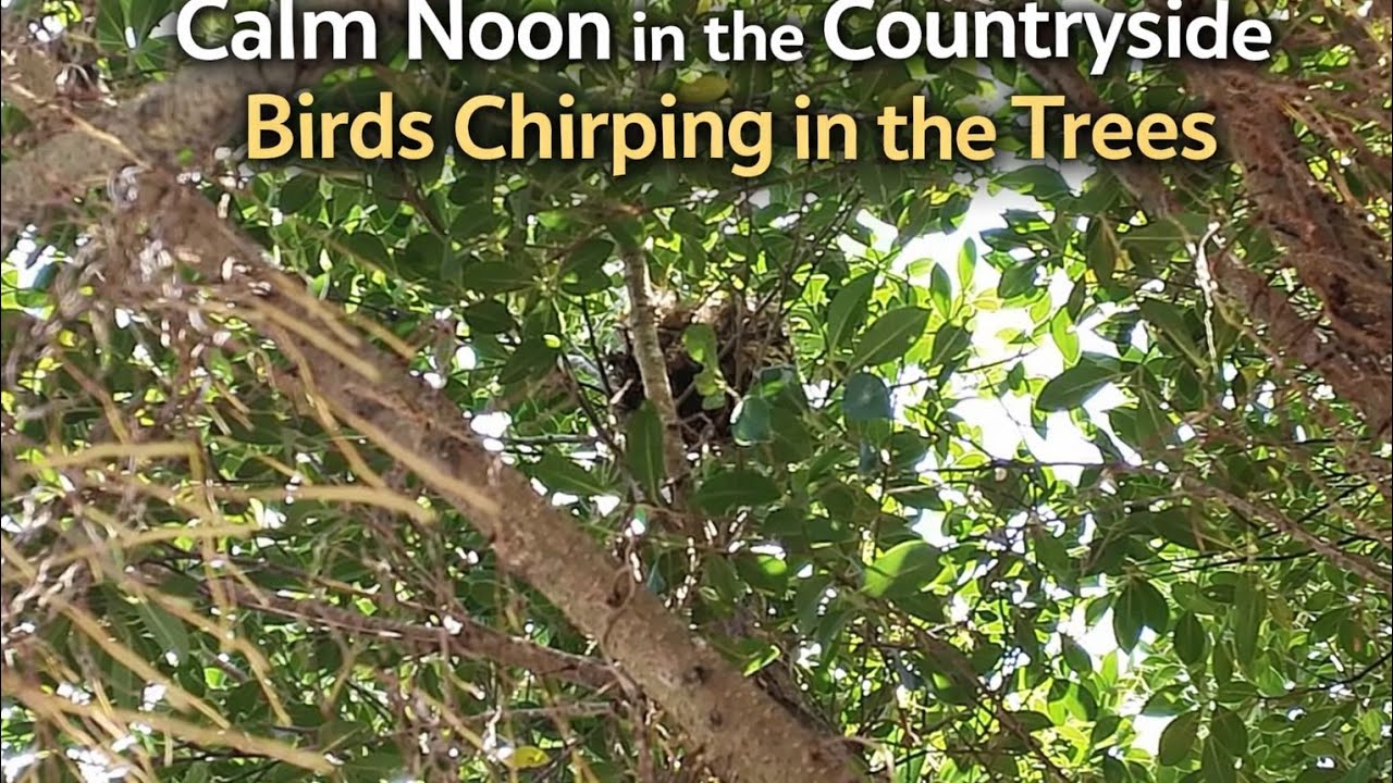 Peaceful Noon in the Countryside | Gentle Bird Sounds, Soft Breeze & Sunlight Through Leaves