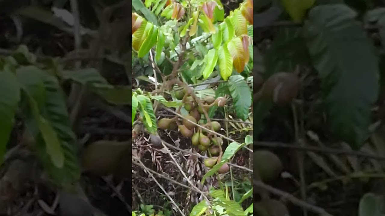 Ribuan Jamur & Puluhan Buah Liar Bertebaran Saat Musim Hujan #beburu #hutan