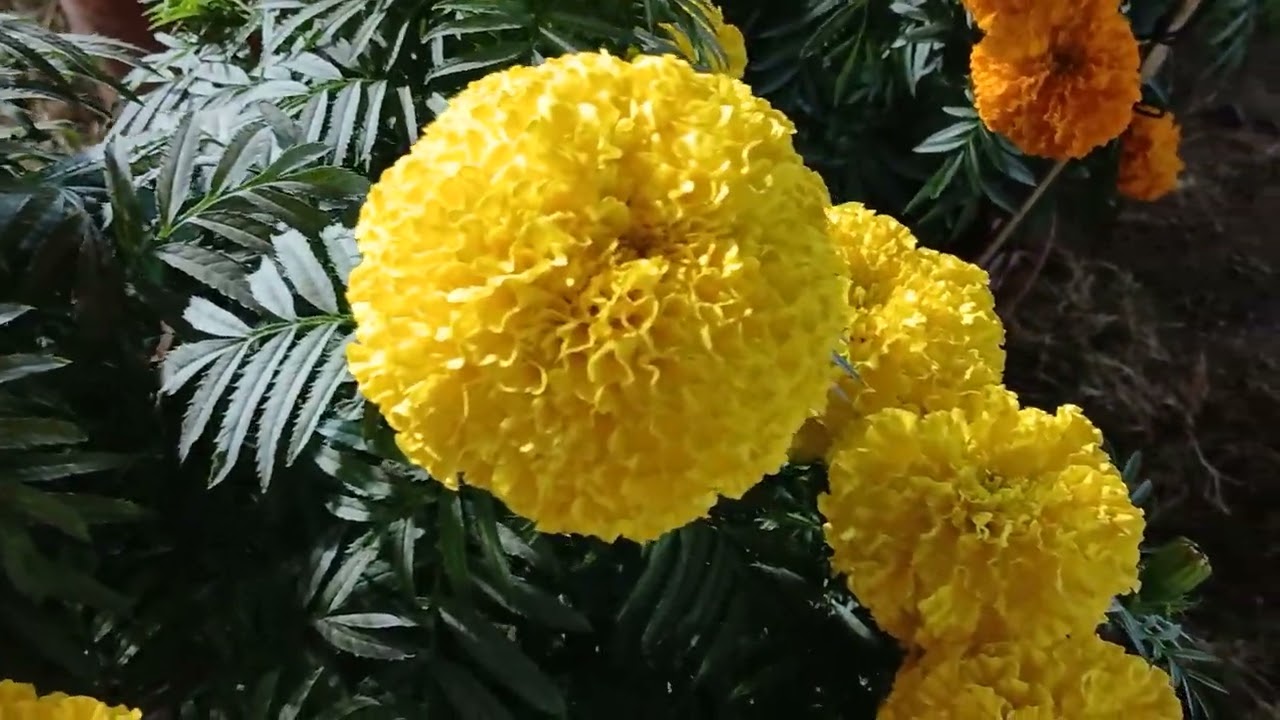 ফুলের বাগান  ফুল  দেখলে মন ভালো হয়ে যায  আমাদের  অনেক ভালোবাসি 💛🩵💛🩵