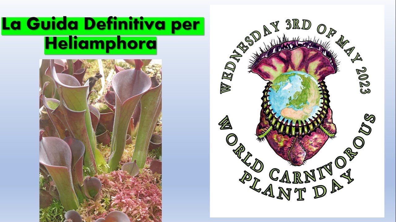 La Guida Definitiva Per Heliamphora