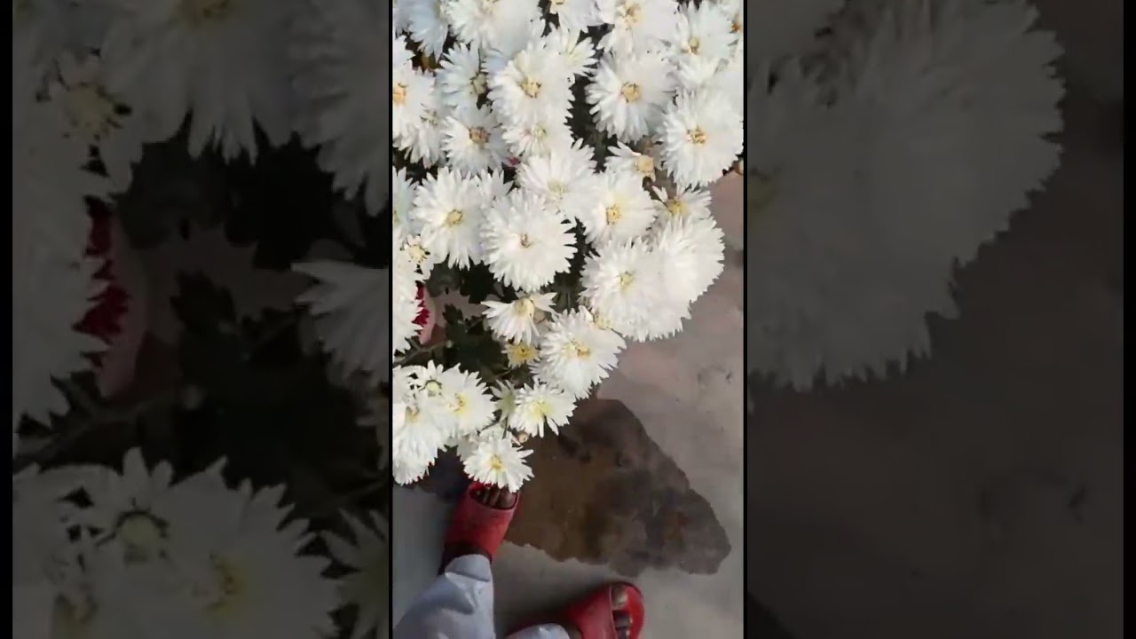 Amar babar porisromer fol🥰 #dailylifewithrumela #shortvideo  #winterseasonflower #keepsupporting