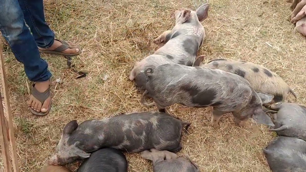 Feira dos suínos em Buíque só tem porco de luxo