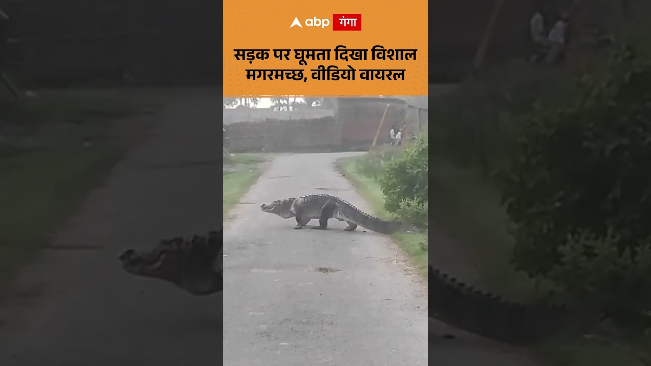 Viral Video : सड़क पर घूमता दिखा विशाल मगरमच्छ, वीडियो वायरल | ABP GANGA SHORTS