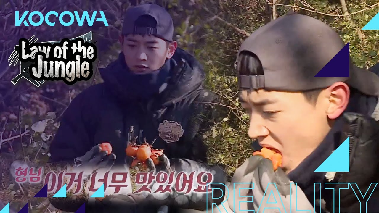 Min Ho harvested persimmons and tried them [Law of the Jungle Ep 438]
