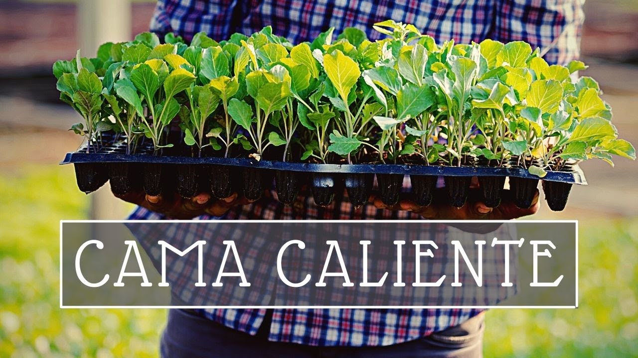 CAMA CALIENTE: semilleros más rápidos y fuertes!