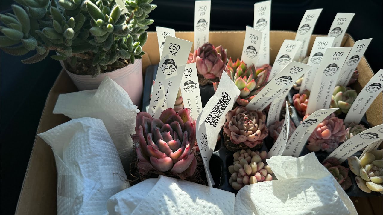 Vivero en Japón 😍