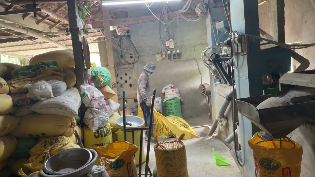 Hứng gạo là cả nghệ thuật