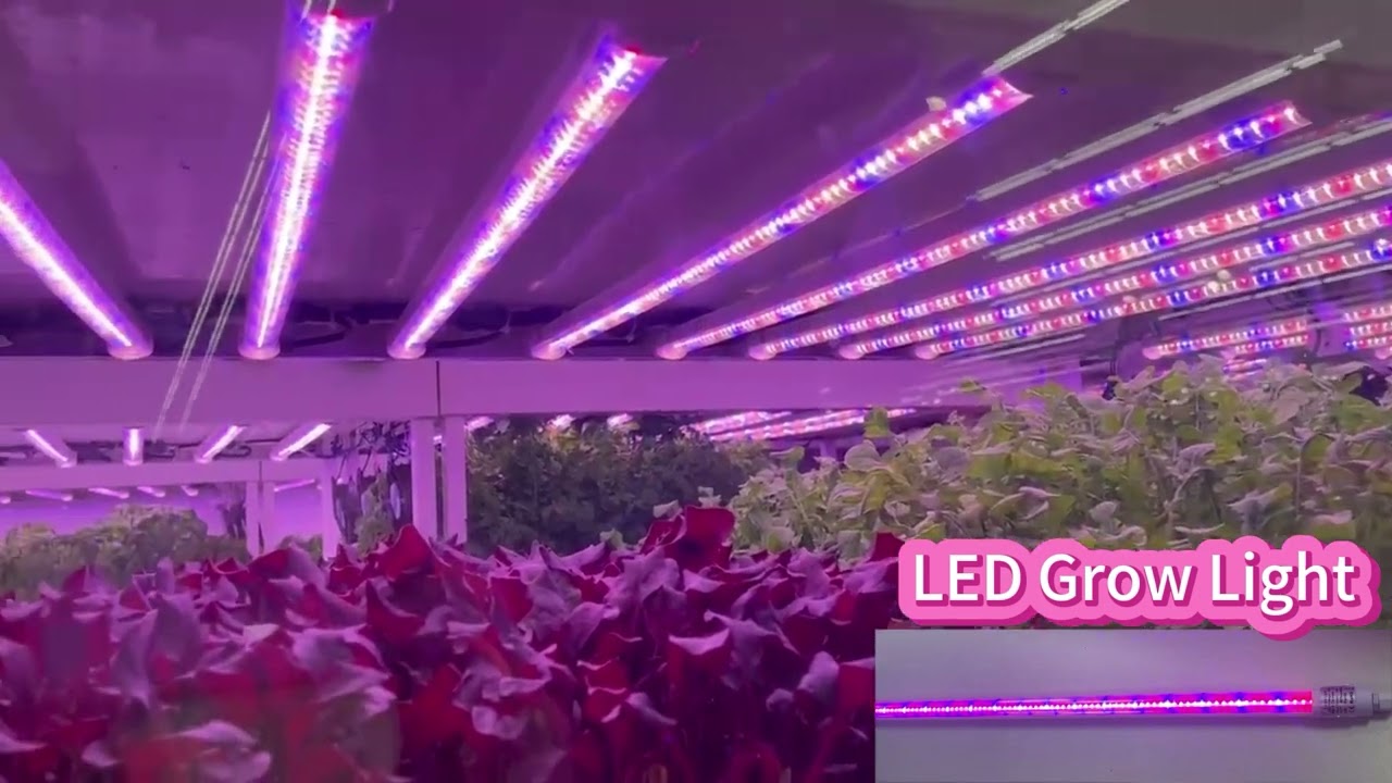 LED Grow Light #ledgrowlights #verticalfarming #ledlighting