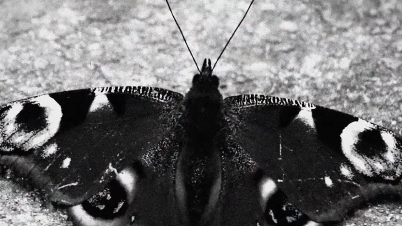 9cigK & Abycc - Schmetterling prod. Milez Beats (Offizielles Musikvideo)