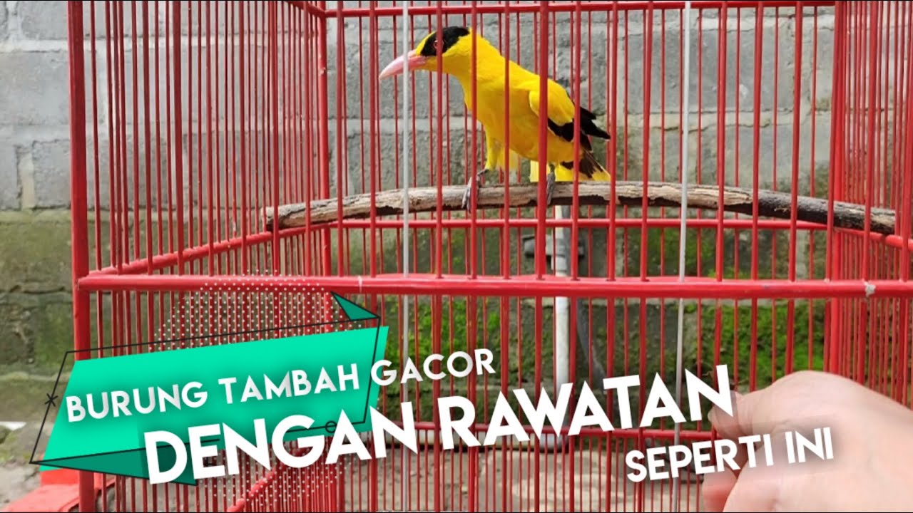 Rawatan harian burung Kepodang Podang agar tetep stabil dan gacor