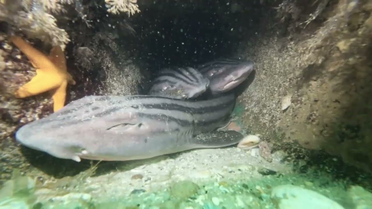 Navigating by Fish