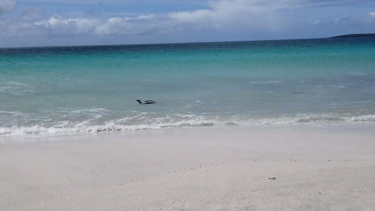 Penguins surfing at the beach at Bleaker Island, Falkland Islands Dec 2023