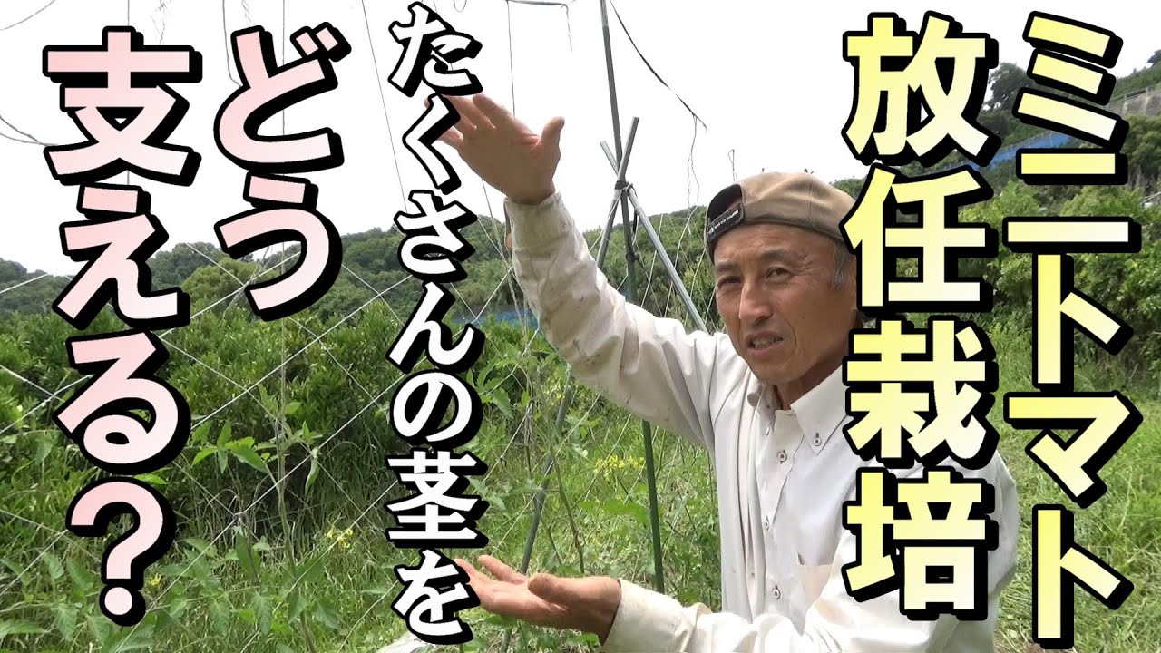 【自然農】ミニトマトほぼ放任栽培！誘引の仕方　2023年6月9日【natural farming】