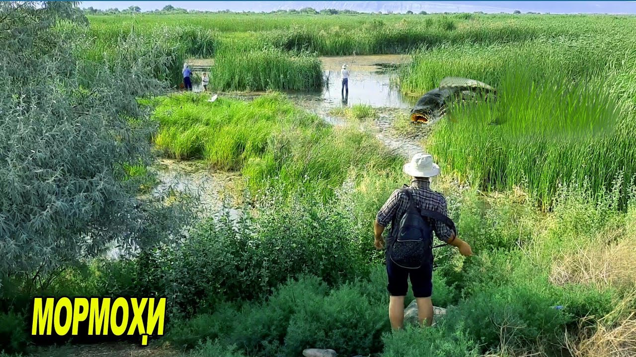 Рыбалка в Таджикистане. г Канибадам Ловля Змееголова