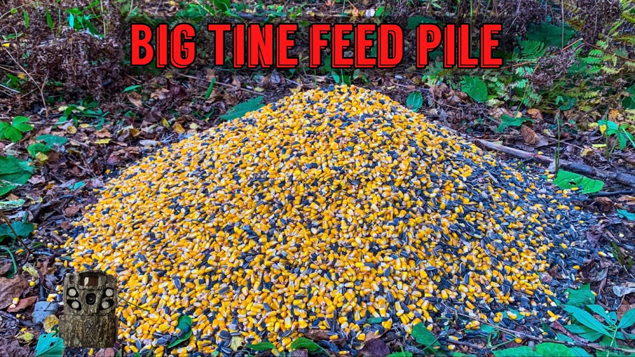 We Left A PILE OF BIG TINE FEED in the Woods. Heres what happened! Trail Camera: Big Tine Deer Feed