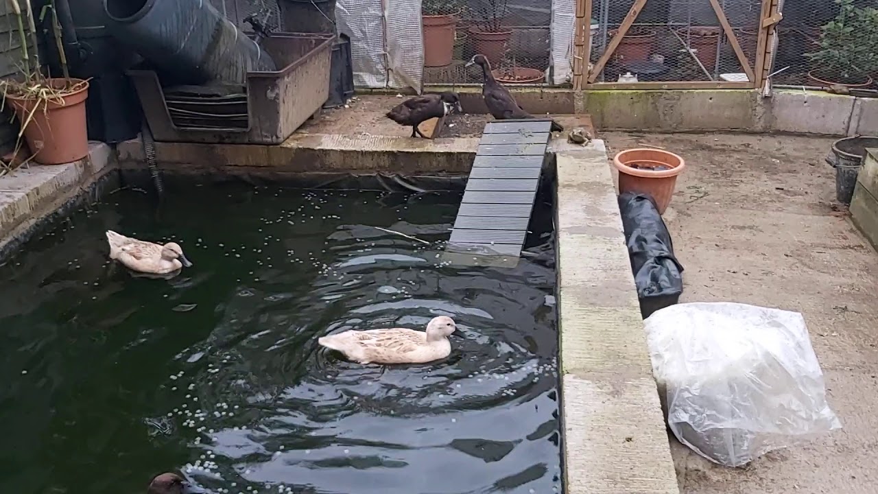 Introducing new ducks to an established flock - a work in progress.