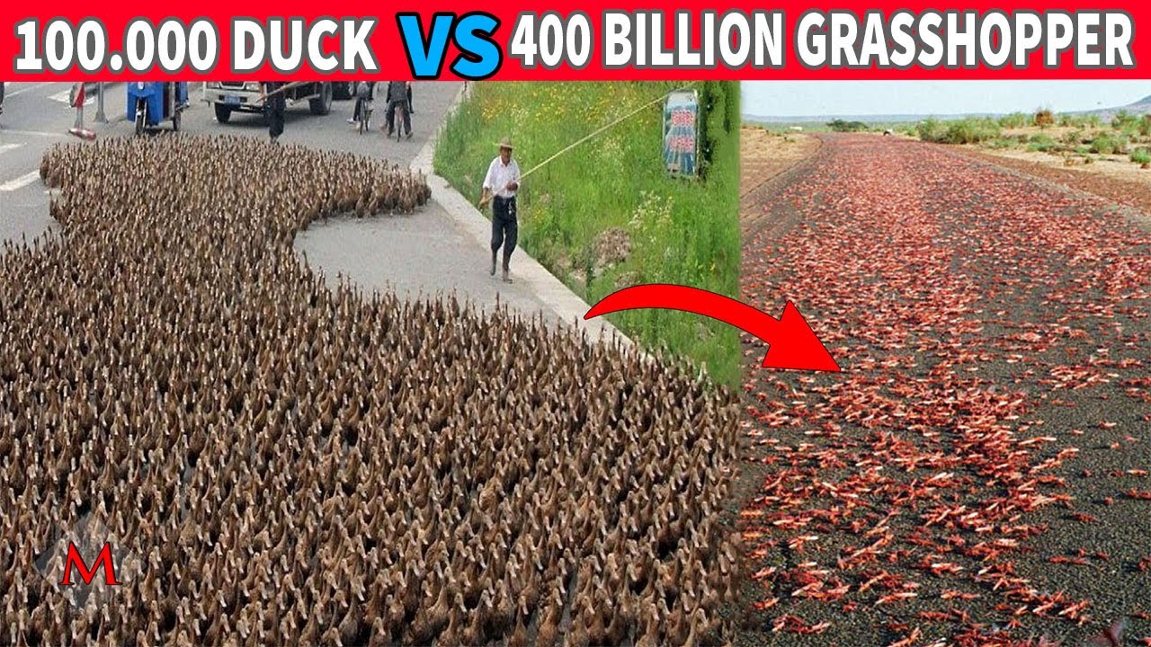 Watch How the 100 Thousand Duck Army Equipped to Fight Grasshoppers!