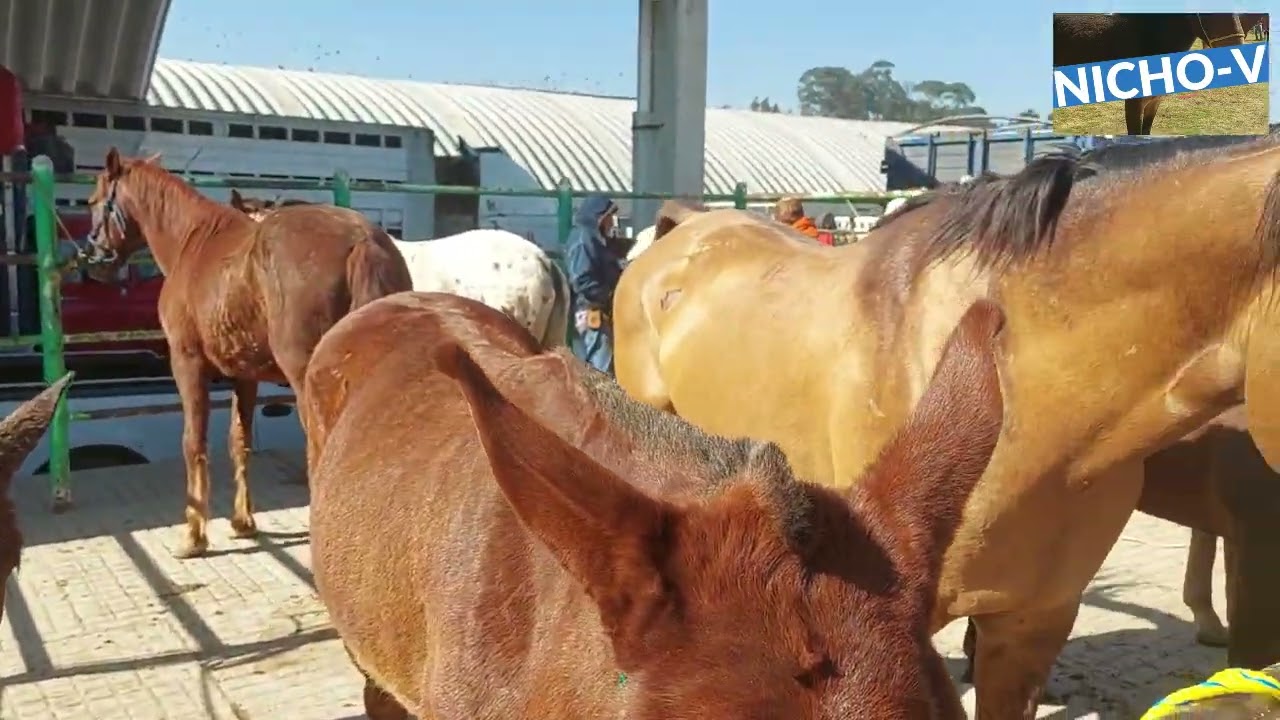 MACHOS MULARES Y MULAS PARA CARGA DE LAS PLAZAS GANADERAS.