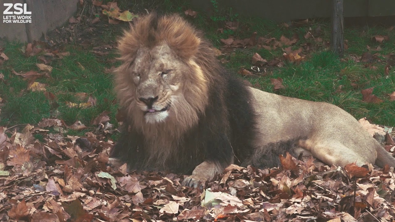 Liontrust Series: Sensory Enrichment