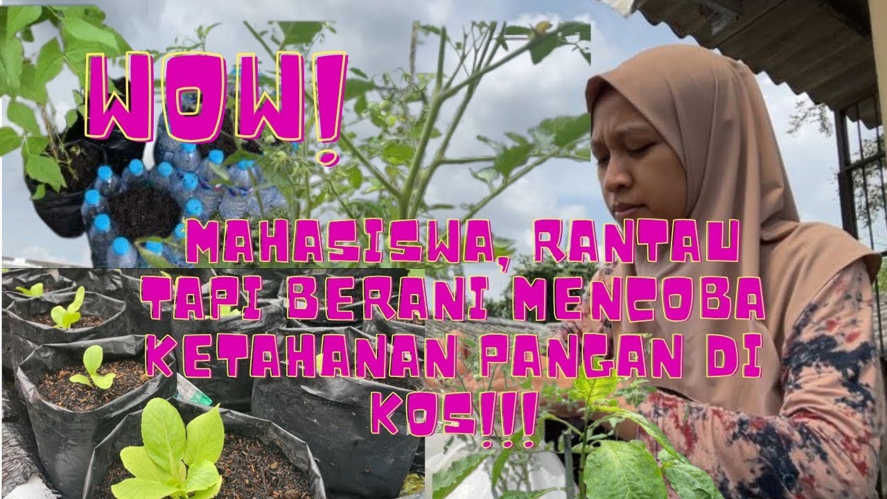 SERU MENANAM SAYURAN DI KOST l MAHASISWA RANTAU