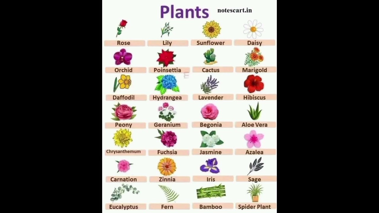 Different types of flower #flowers #flowergarden #plants #gardening  #vocabulary
