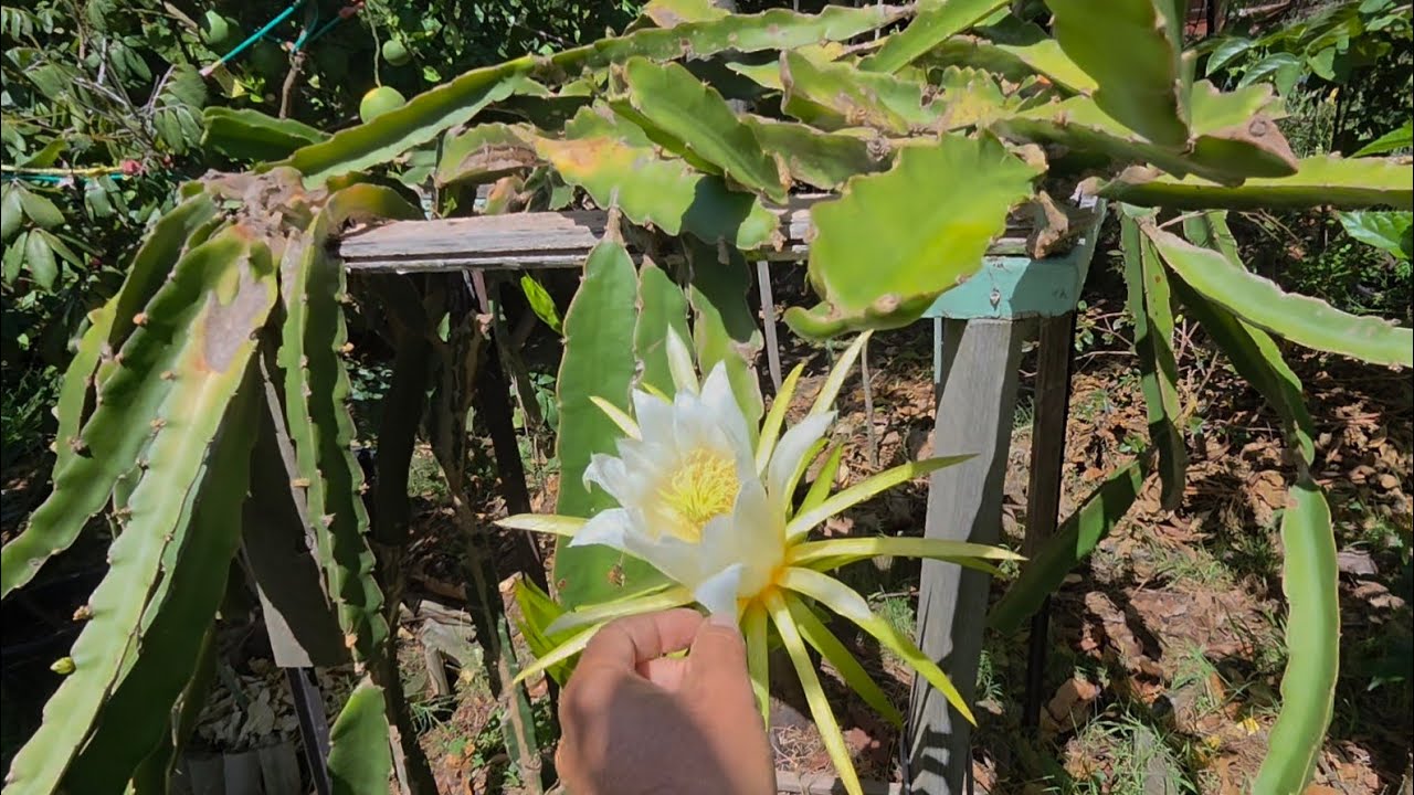 Mango Growth Explosion: More Rain + Jabo Pruning