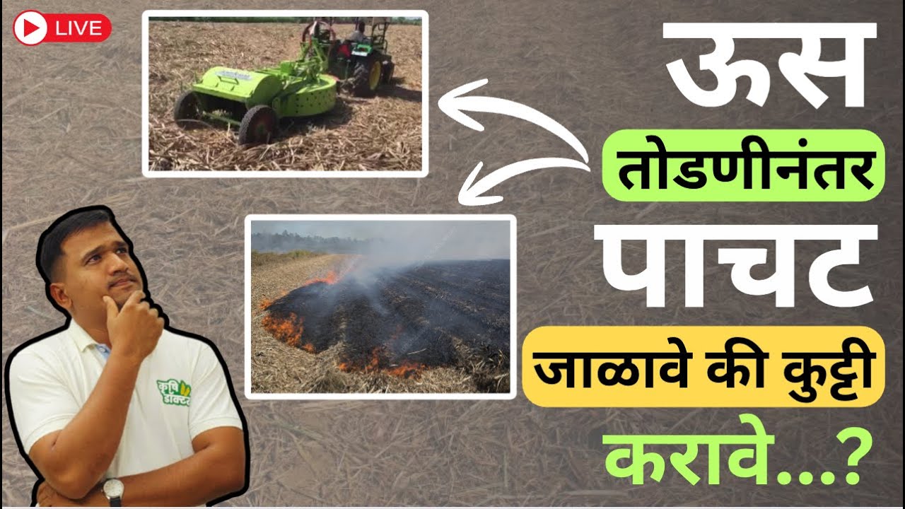 ऊस पाचट कुट्टी करावी की जळवावी? | ऊस पाचट व्यवस्थापन | Sugarcane Trash Management | Krushi Doctor