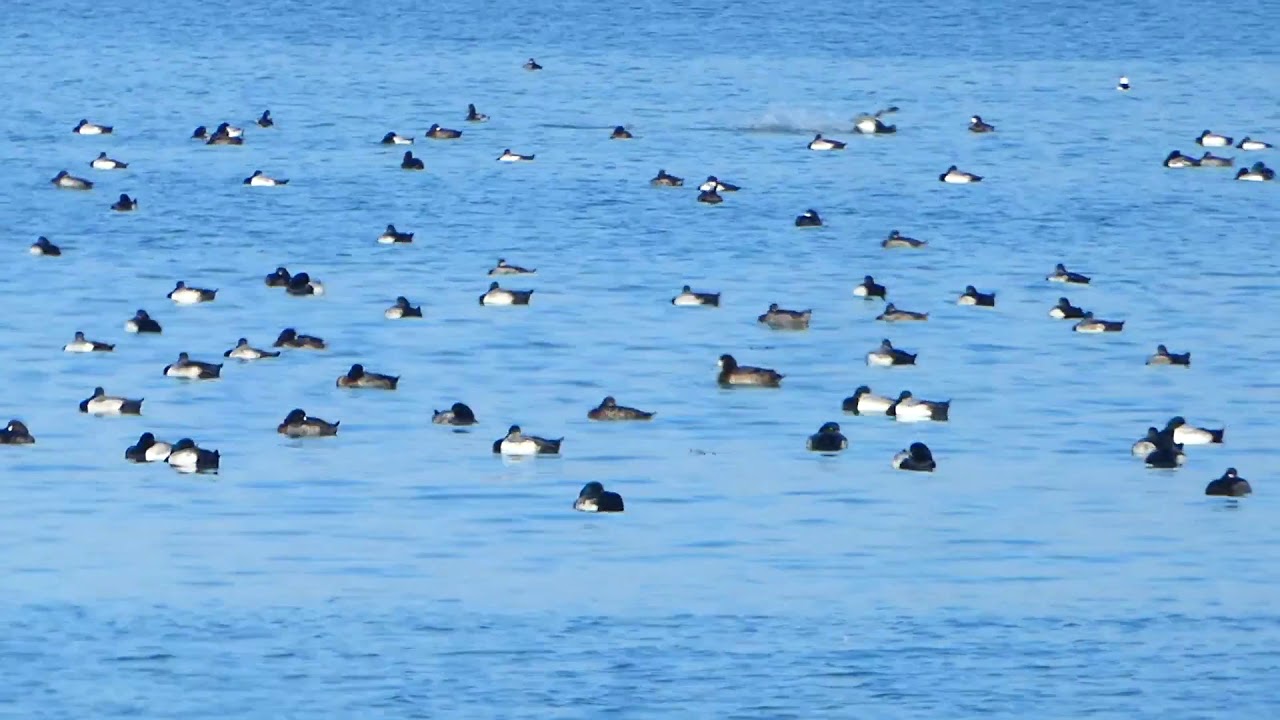 Panorama of Scaup on North Basin