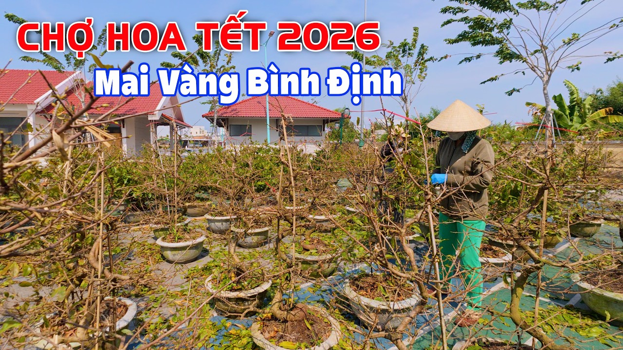 TẾT 2026: Nhộn Nhịp Chợ Hoa Tết ở Lagi Bình Thuận (cũ), Bất ngờ Giá Mai Tết 3Tr/chậu