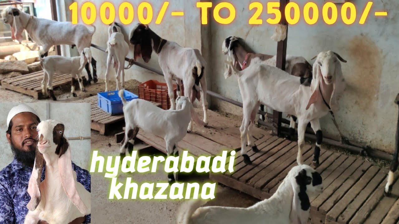 pure hyderabadi breedline bakriyo ka khazana in Hyderabad borabanda Waheed bh k bakriya #9347796851