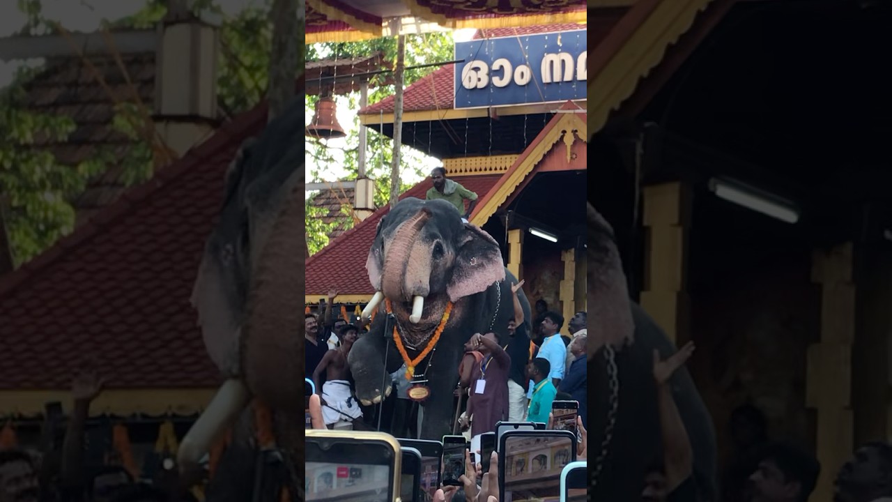 വേമ്പനാട് അർജ്ജുനൻ| Vembanad Arjunan| Thirunakkara Pooram 2025