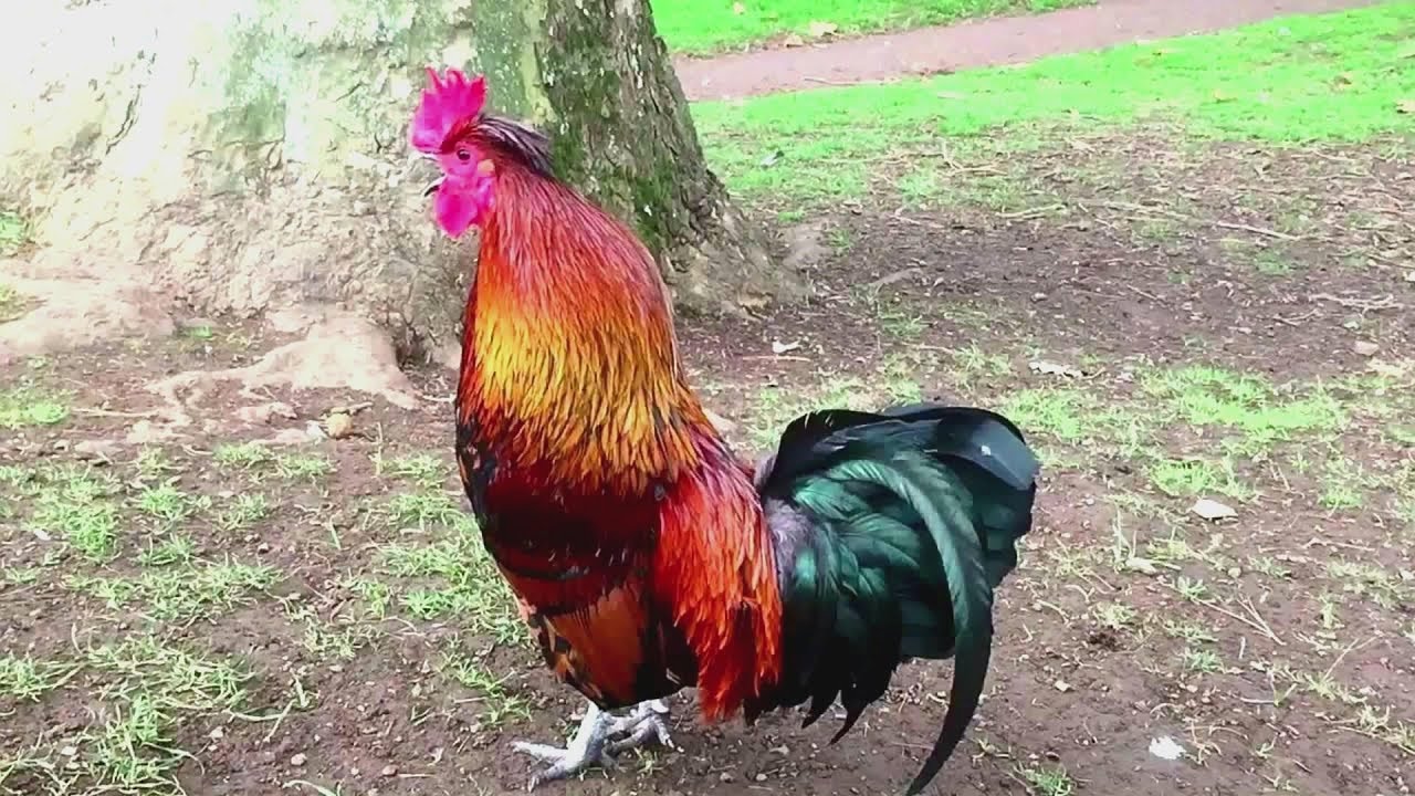 47 Imperessive rooster crowing in the morning compilations 2018 - Chant du Coq