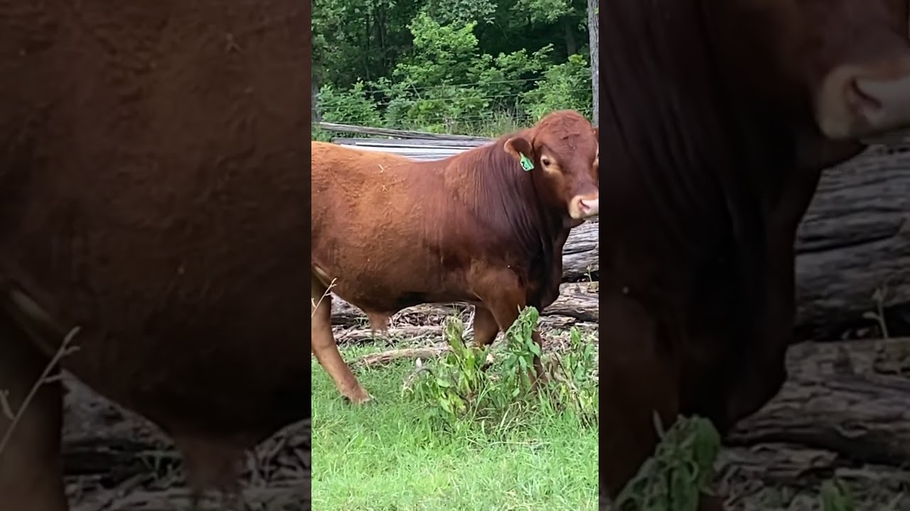 RED bull limiti x 16 месяцев!