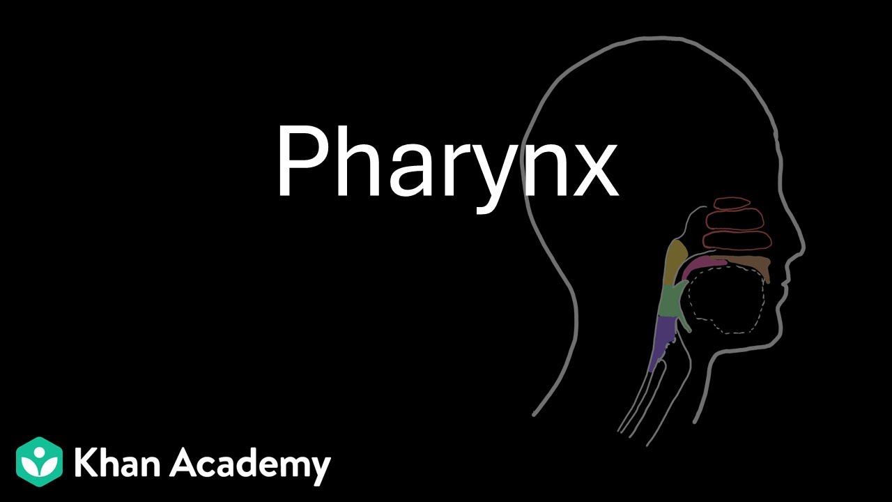 Pharynx | Digestion and absorption | Class 12 | Zoology | Telangana | Khan Academy