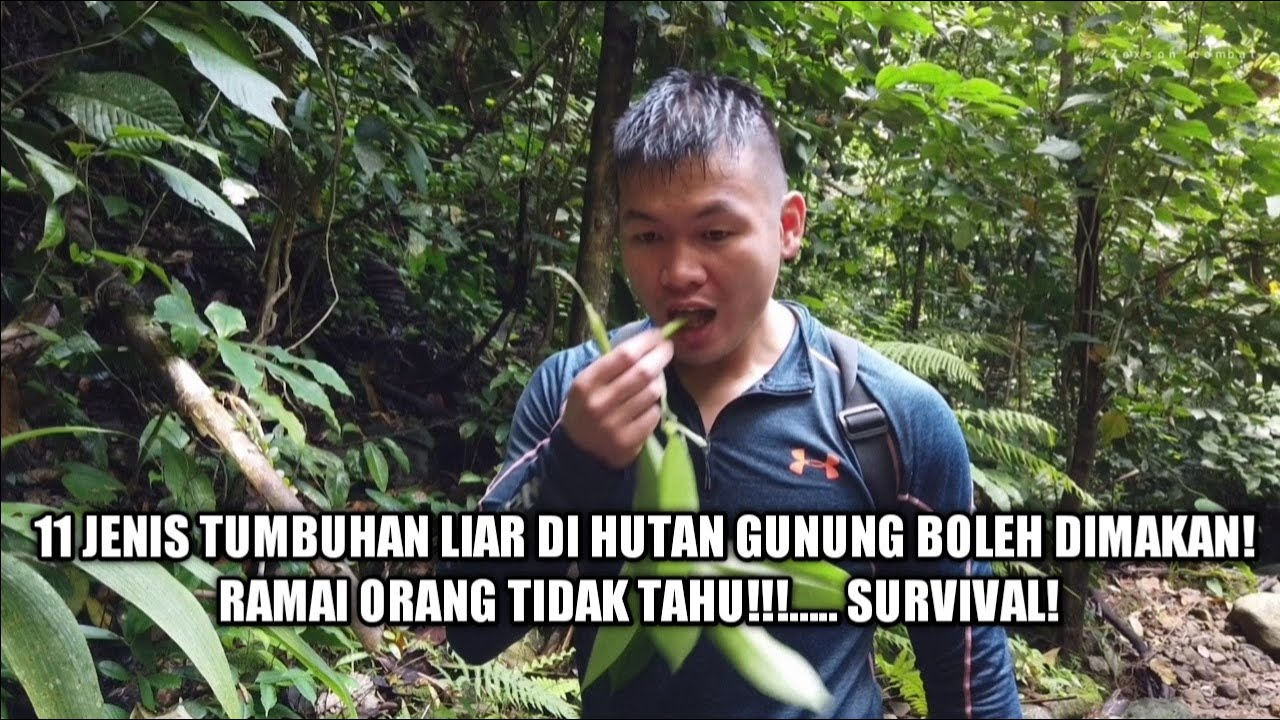 SURVIVAL SKILL-11 jenis tumbuhan liar yang bisa dimakan.[hutan gunung]