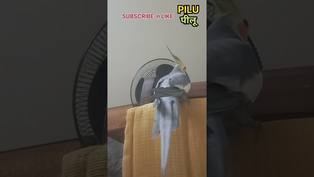 Cockatiel PILU has to say something by whistles...listen .....