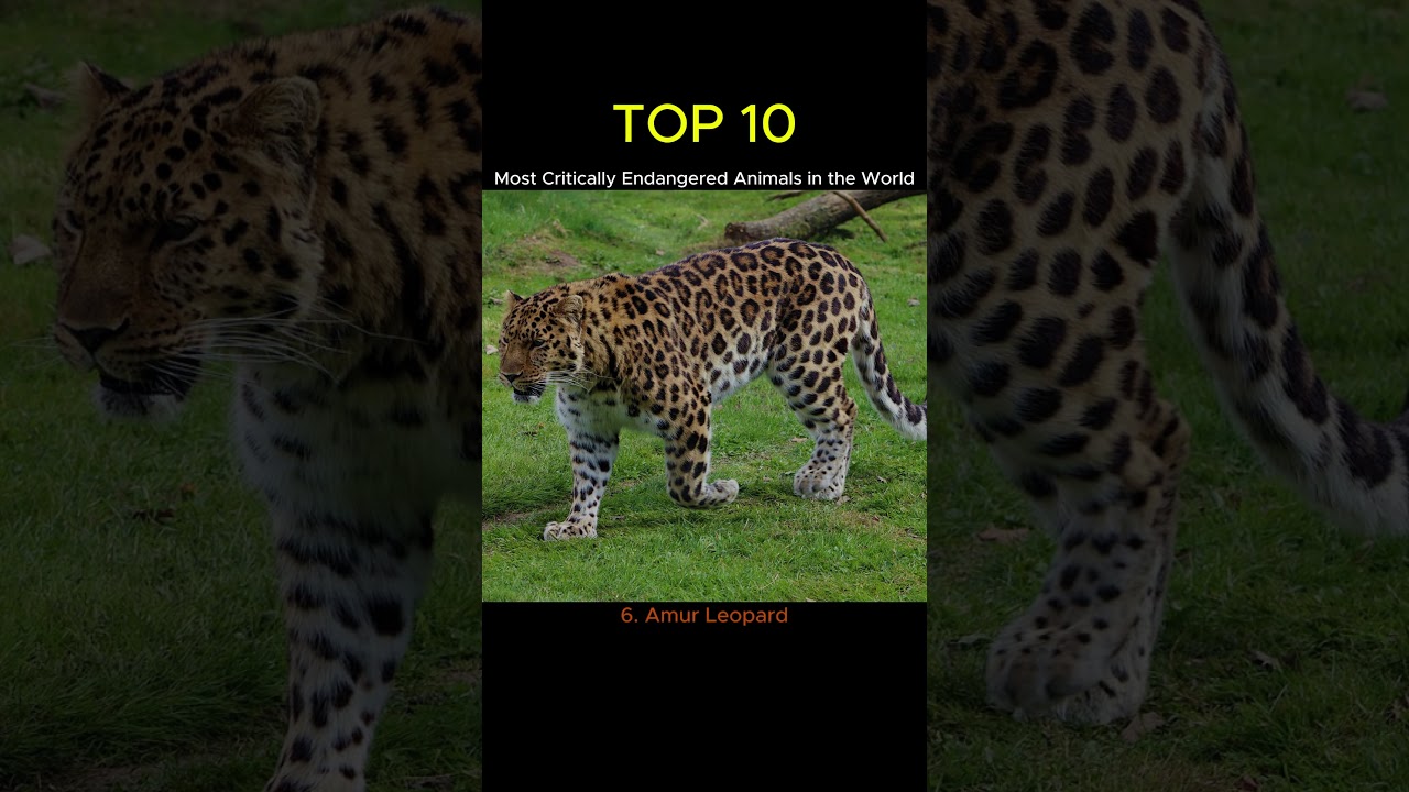 Top 10 Most Critically Endangered Animals in the World