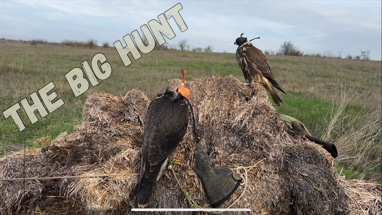 Brotherhood of the Skies: Falconry in the Wild