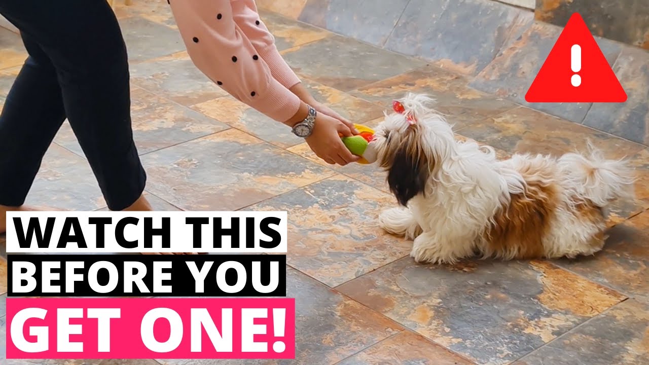 9 Things you MUST KNOW before getting a Shih Tzu