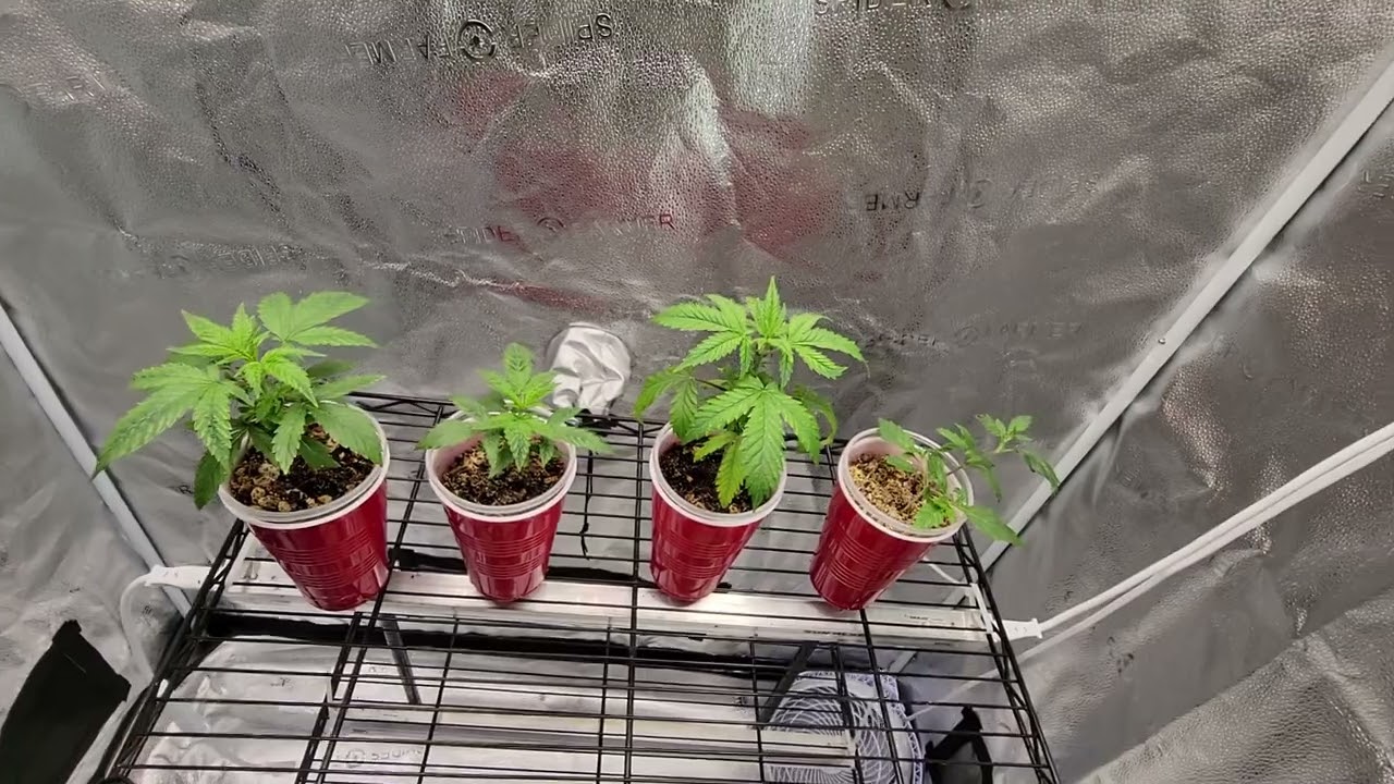 SF2000 @SpiderFarmer grow tent kit- Seed to Harvest