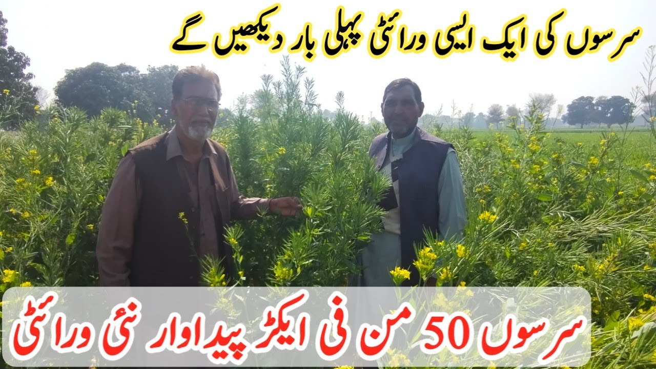 Mustard Cultivation | Sarson Ki Kasht | New Variety | Pakistan | Business Khulasa |