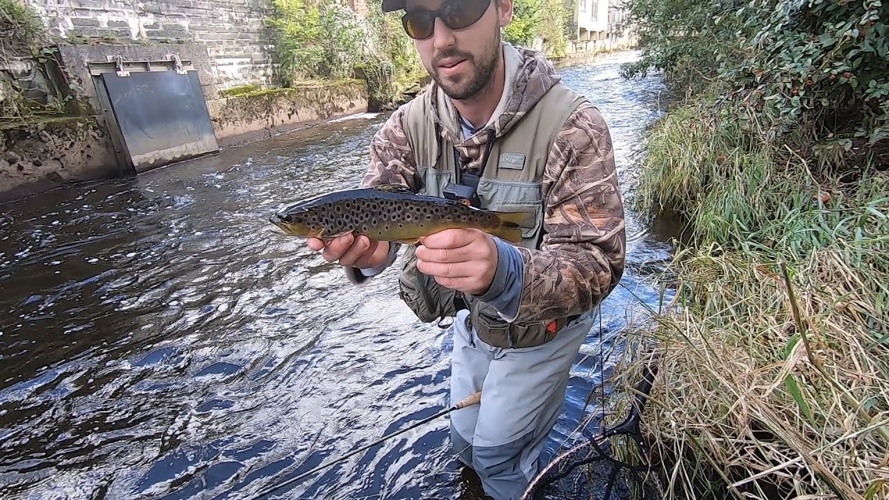 Urban Fly Fishing - Wild brown trout
