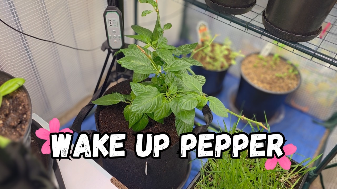 Pruning & Repotting Overwintered Peppers for Spring Growth