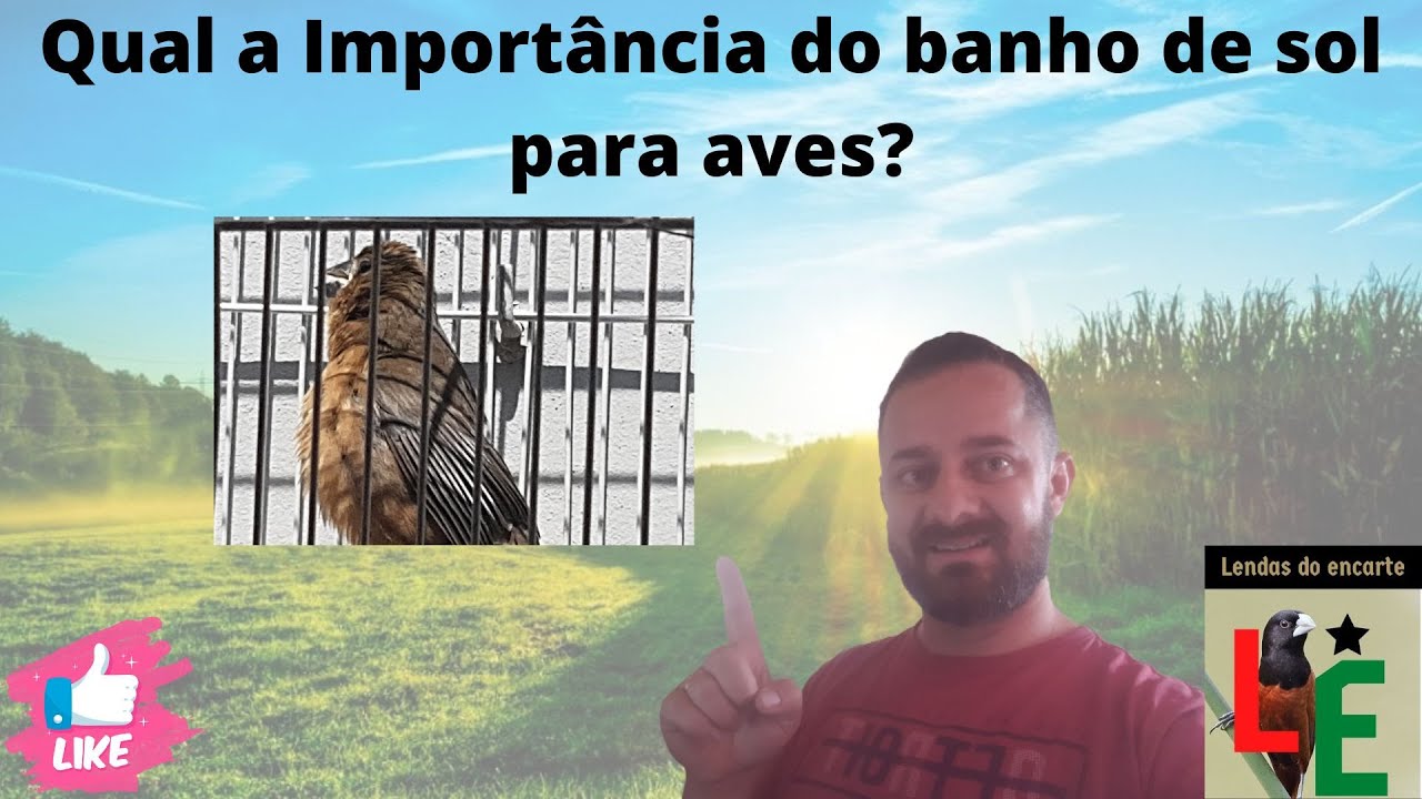Import&acirc;ncia do banho de sol para aves! Os raios ultravioletas (UV) s&atilde;o essenciais para elas!