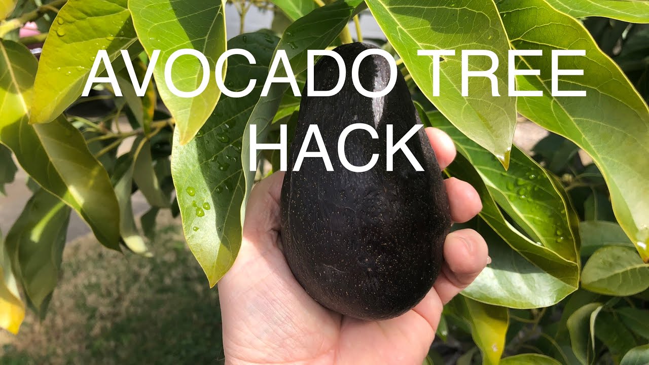 BEFORE YOU PLANT YOUR AVOCADO TREE, WATCH THIS VIDEO FIRST! 🥑 Planting Hack For Beginners!