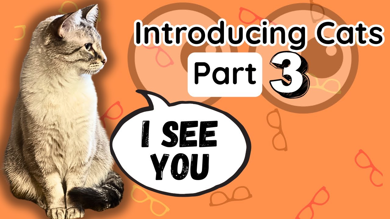 Introducing Cats Part 3: First Looks