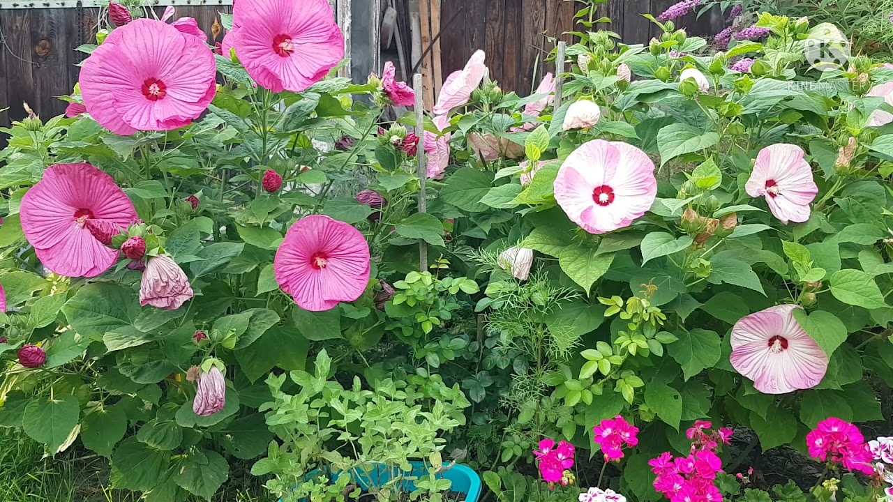 Hibiskus czyli ketmia bagienna, bylinowa, syryjska.