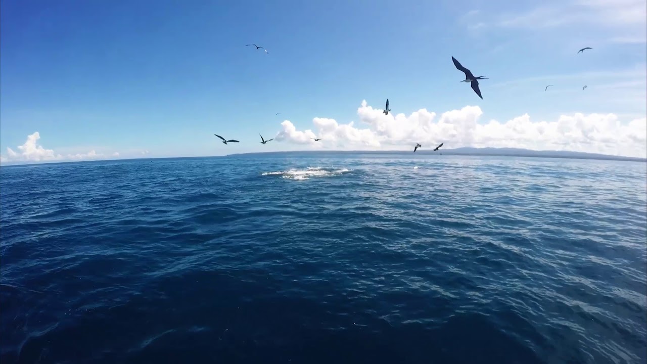 Wild Dolphins & Shark Feed on Bait Ball in Drake Bay, Costa Rica