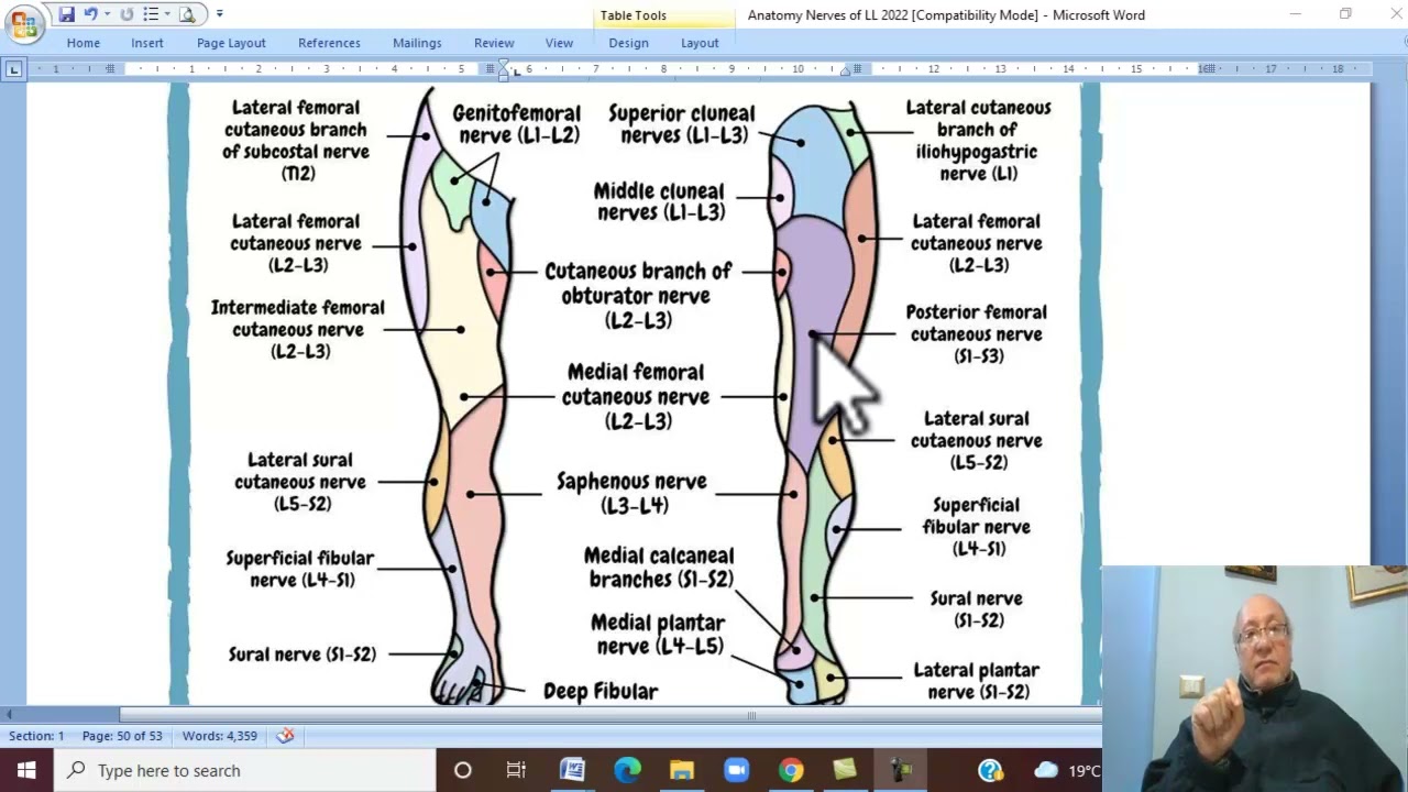 Musculo-skeletal Module ,Anatomy of Lower Limb in Arabic 30 ( Cutaneous nerves and Dermatomes )