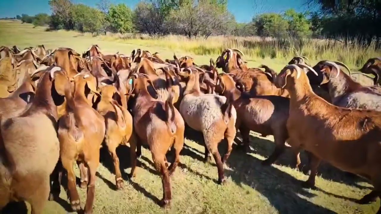 Kilifi Creek - Kalahari red goats farmer